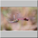 Sympetrum sanguineum - Blutrote Heidelibelle 01b Paarung.jpg
